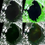 2023-06-29-00 00 2023-06-29-23 59 Sentinel-2 L2A -quad