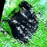 2020-10-07-00 00 2020-10-07-23 59 Sentinel-2 L2A SWIR